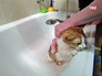 Моют кошку в душе Моют кошку в душе
