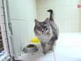 Выставка кошек Выставка кошек