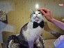 Выставка кошек Выставка кошек