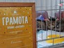 Выставка кошек Выставка кошек