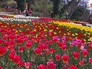 Весенний Парад цветов в Крыму Весенний Парад цветов в Крыму