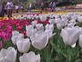 Весенний Парад цветов в Крыму Весенний Парад цветов в Крыму