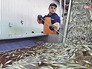Рыбный комбинат Рыбный комбинат