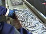 Рыбоперерабатывающий комбинат Рыбоперерабатывающий комбинат