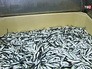 Рыбный комбинат Рыбный комбинат
