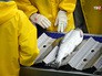 Рыбоперерабатывающий комбинат Рыбоперерабатывающий комбинат