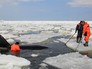 Сотрудники МЧС России проводят операцию по спасению косаток в Охотском море Сотрудники МЧС России проводят операцию по спасению косаток в Охотском море