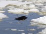 Одна из четырех косаток, зажатых льдинами в Охотском море Одна из четырех косаток, зажатых льдинами в Охотском море