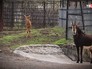 Антилопы в Московском зоопарке Антилопы в Московском зоопарке
