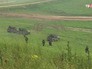Совместные учения подразделений военной разведки Совместные учения подразделений военной разведки