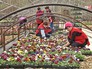 Цветочная рассада в теплице Цветочная рассада в теплице