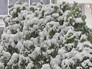 Последствия снегопада в Европе Последствия снегопада в Европе