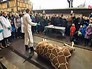 В дацком зоопарке прилюдно убили жирафа В дацком зоопарке прилюдно убили жирафа
