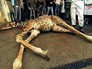В дацком зоопарке прилюдно убили жирафа В дацком зоопарке прилюдно убили жирафа