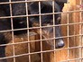 Собачий приют Собачий приют