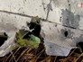 Кадр из фильма телеканала BBC о крушении малазийского Boeing над Донбассом Кадр из фильма телеканала BBC о крушении малазийского Boeing над Донбассом