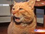 Кот в музее Серпухова Кот в музее Серпухова