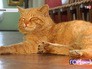 Кот в музее Серпухова Кот в музее Серпухова