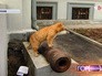 Кот в музее Серпухова Кот в музее Серпухова