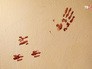 Место убийства 14-летней девушки Место убийства 14-летней девушки