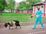 Козел Тимур в Москве Козел Тимур в Москве