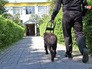 Собака-поводырь с хозяином Собака-поводырь с хозяином