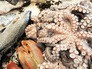 Рыбой и морепродукты Рыбой и морепродукты