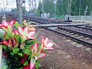 Цветы на железнодорожном переходе Цветы на железнодорожном переходе