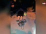 Погибшая от взрыва салюта в Дзержинске женщина Погибшая от взрыва салюта в Дзержинске женщина