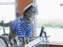 Кот Матрос на теплоходе Кот Матрос на теплоходе