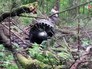 Место крушения истребителя Су-27 в Подмосковье Место крушения истребителя Су-27 в Подмосковье