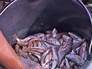 Фестиваль рыбной кухни "Барабулька" в Крыму Фестиваль рыбной кухни "Барабулька" в Крыму