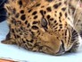 Дальневосточный леопард Дальневосточный леопард