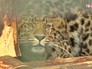 Дальновосточный леопар Николай Дальновосточный леопар Николай
