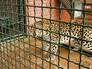 Дальновосточный леопард в вольере Дальновосточный леопард в вольере