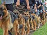 Кинологическая служба Кинологическая служба