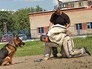 Кинологическая служба Кинологическая служба