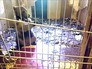 Медвежонок в гаражном кооперативе Медвежонок в гаражном кооперативе