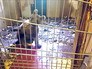 Медвежонок в гаражном кооперативе Медвежонок в гаражном кооперативе