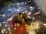 Медвежонок в гаражном кооперативе Медвежонок в гаражном кооперативе