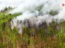 Лесные пожары Лесные пожары