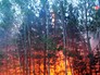 Лесные пожары Лесные пожары