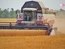 Сбор урожая пшеницы Сбор урожая пшеницы