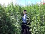 Полицейские обнаружили заросли конопли Полицейские обнаружили заросли конопли