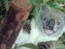 Коала Дэвид Боуи Коала Дэвид Боуи