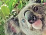 Коала Дэвид Боуи Коала Дэвид Боуи