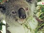Коала Дэвид Боуи Коала Дэвид Боуи