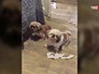 Запертые в квартире собаки Запертые в квартире собаки