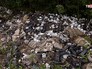 Свалка ртутных ламп в Ногинском лесу Свалка ртутных ламп в Ногинском лесу
