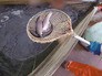 Рыбная ферма Рыбная ферма